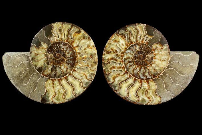 Agatized Ammonite Fossil - Very Large #145211